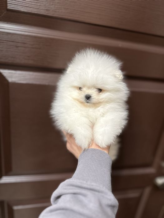 Мини Померан.