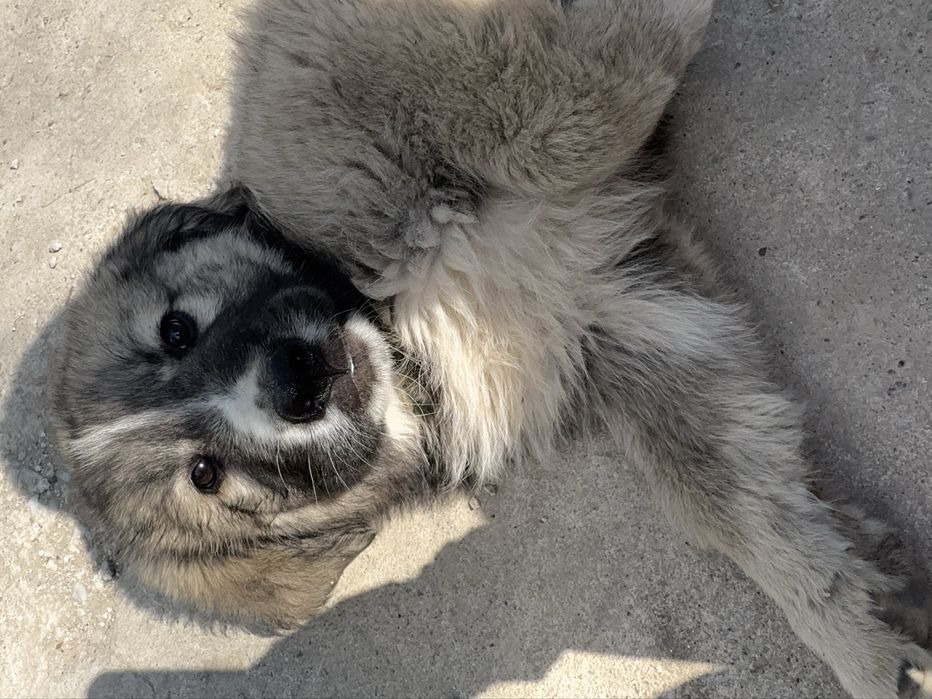 Отдам щенков в добрые руки