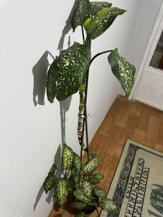 Цветы Диффенбахия