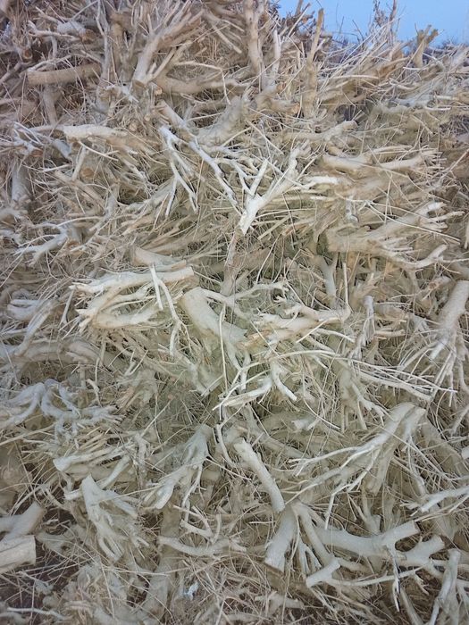 Tut va Oʻrik (Zaldori) daraxti oʻtini bor