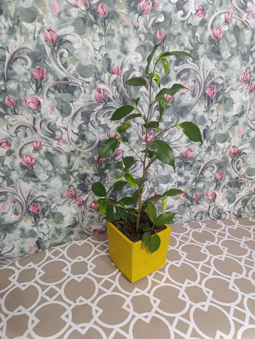 Фикус Бенжамин комнатное растение