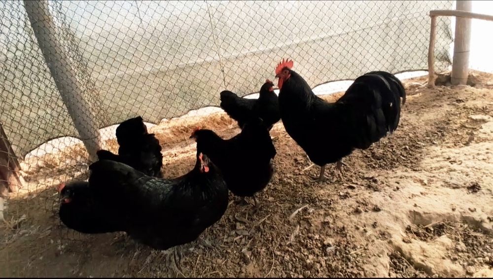 Австралорп черный