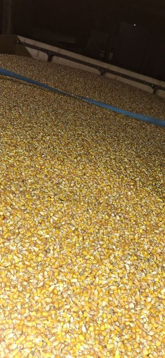 Porumb pionner recolta  2025