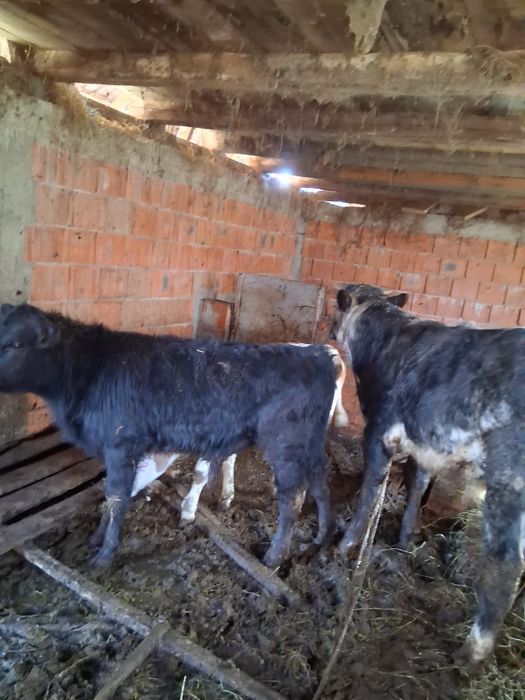 Viței de rasa angus și belgian