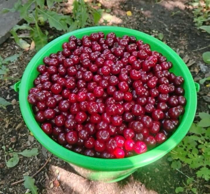 Продам  дачу   .