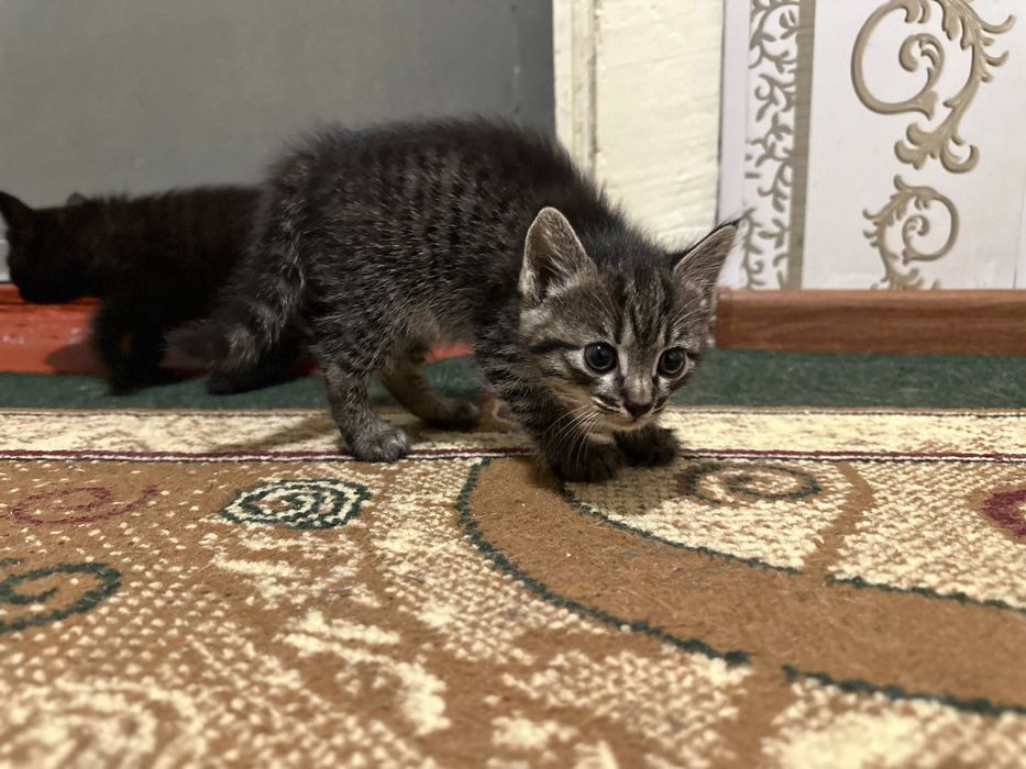 Котята, домашние, для пристройства, 1,5 месяца
