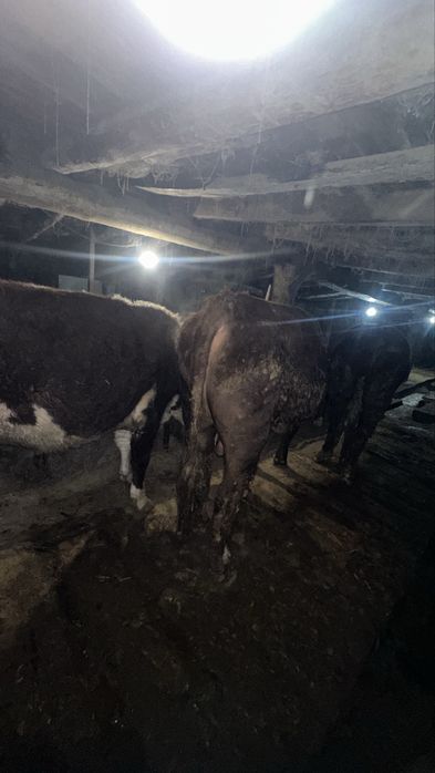 2жасарлык 4 бука сатылады семиз откормда тур