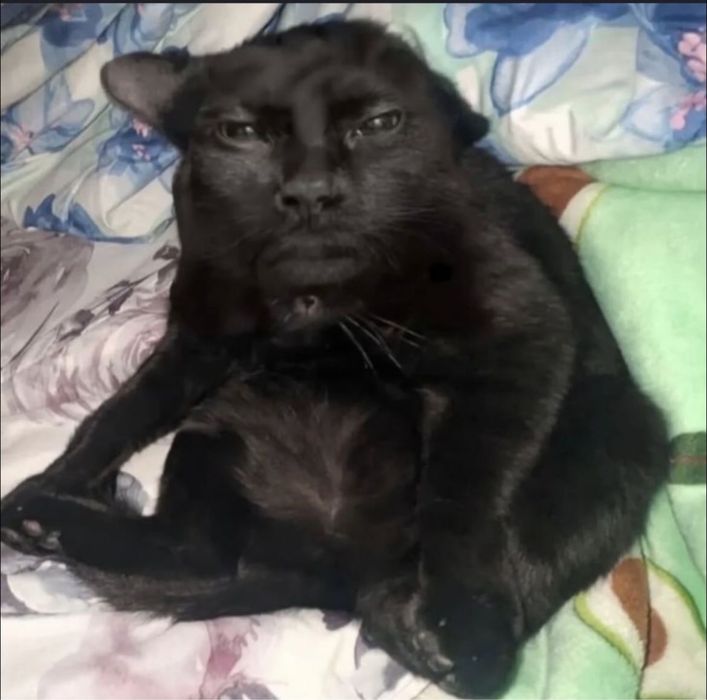 Отдам котенка в добрые руки