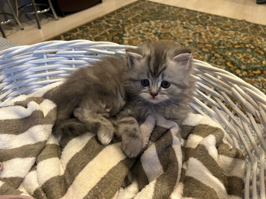 Котята. Шотландцы 25 000