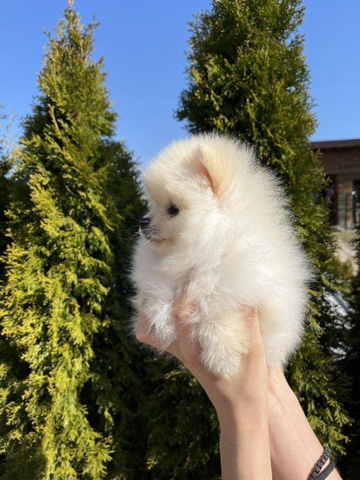 померан померан померан