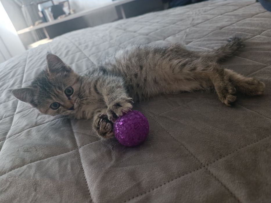 Котенок, маленькая девочка
