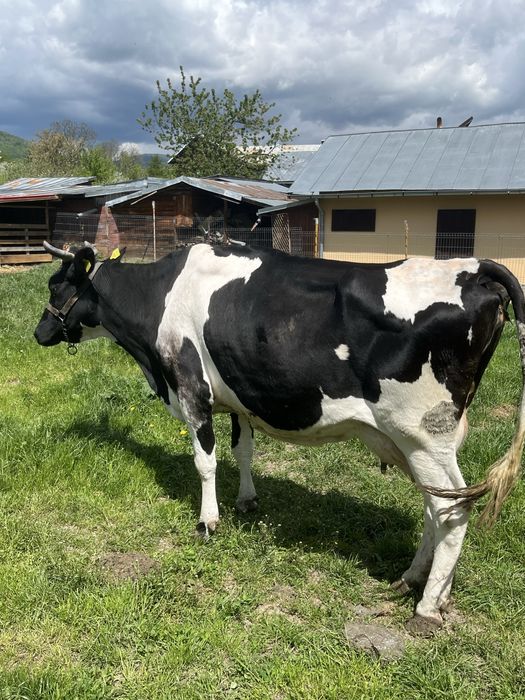 Vand vaca de lapte