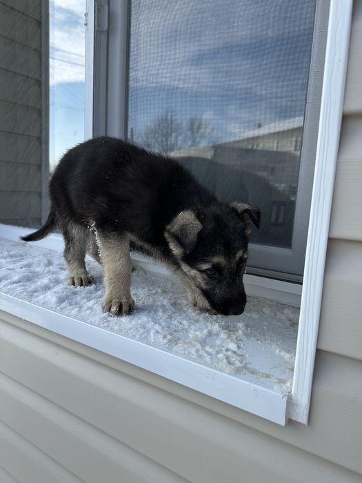 Кученцата на Афра и Рой