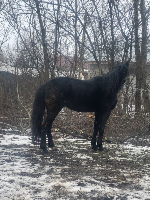 Vând cal trăpaș de 5 ani