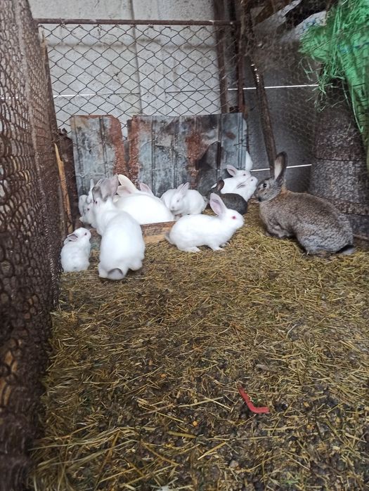 Vând iepure de casa