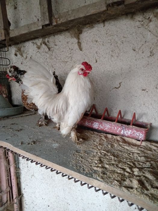 Pituci motati încălțați