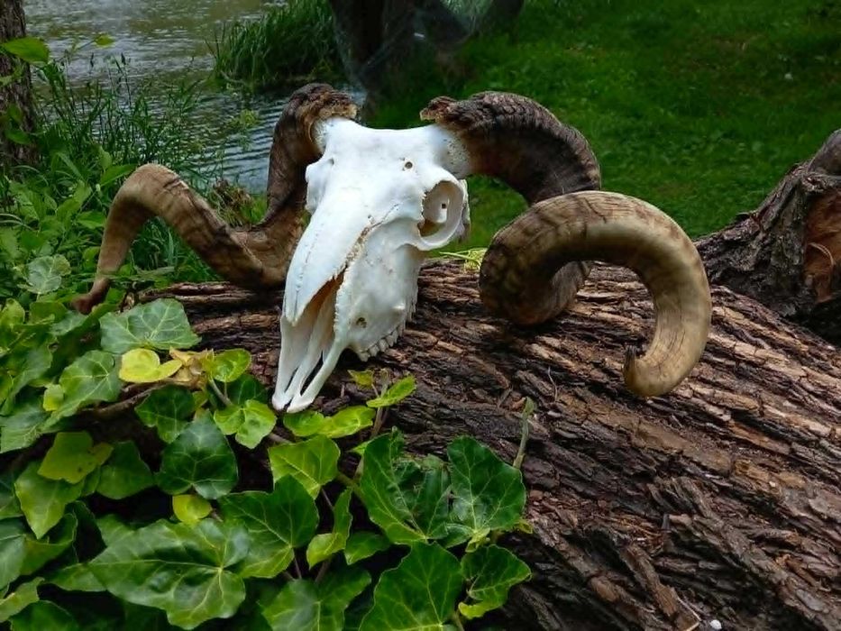 trofeu.trofee.craniu.coarne de berbec superb