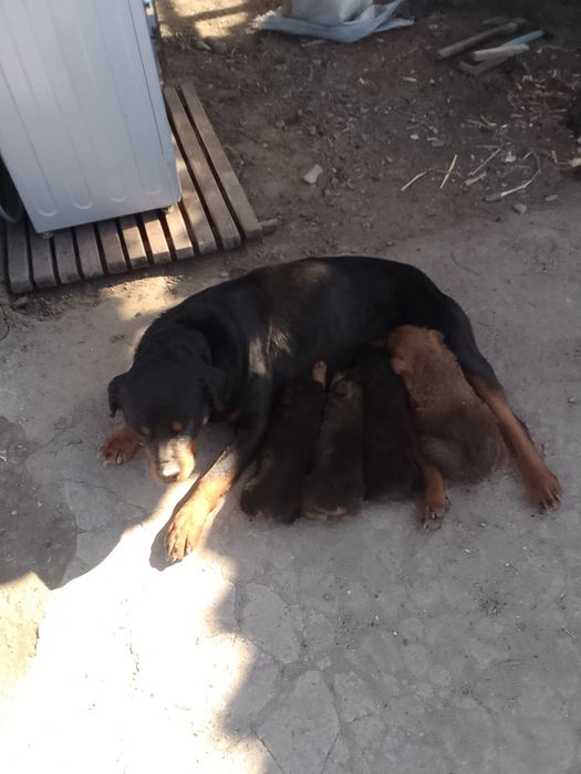 Продам щенят ротвейлера