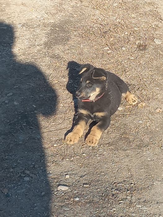 ВЕО еркек күшік 4-5 айлық