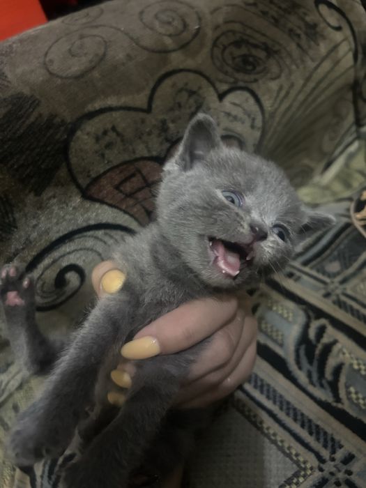 Кошки котята в добрые руки