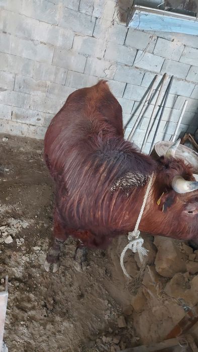 Бұқалар 1,5 жасар