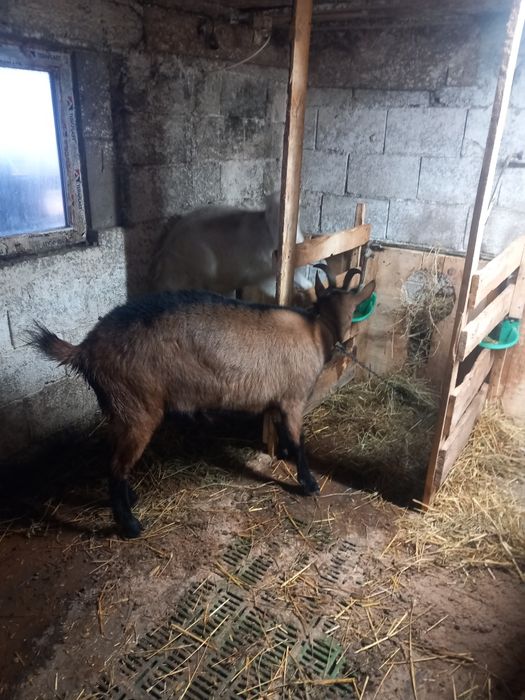 Vind capra alpin și edita zannen