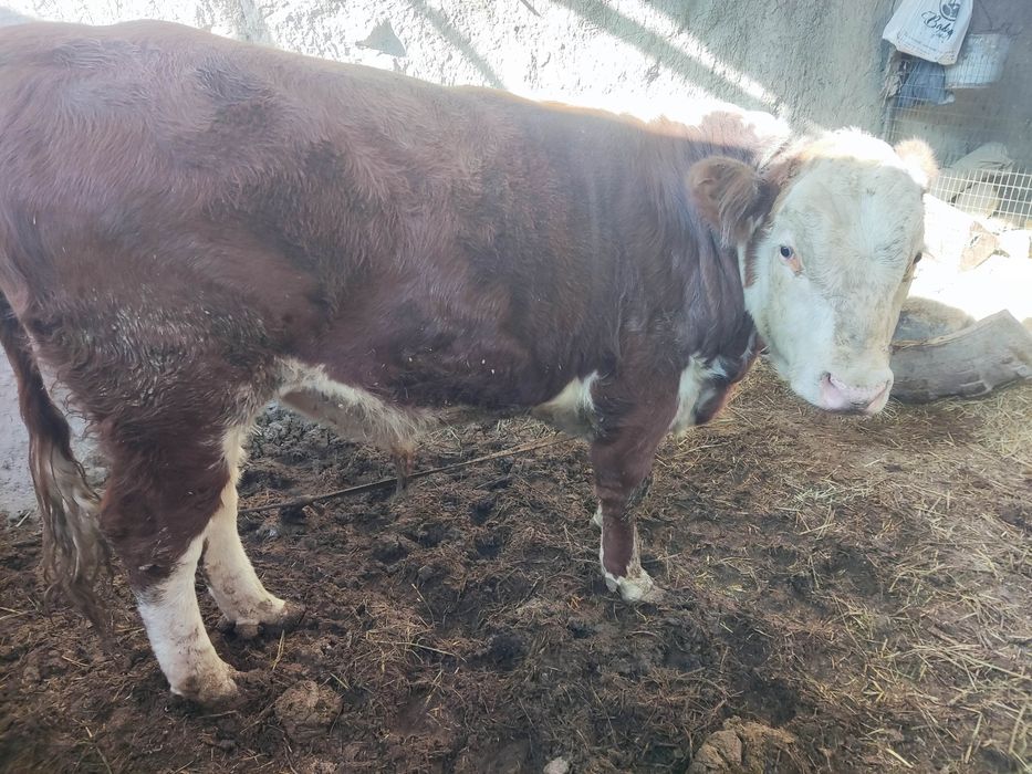 Сементал, зот учун букача 1.5 йошар    адрес когон Ш. Заготка