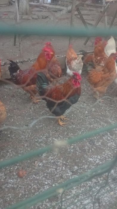 Gaini-Cocosi de casa - 100 bucata