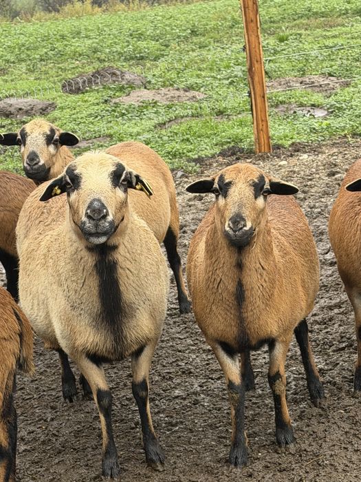 Vad turma de oi CAMERUN