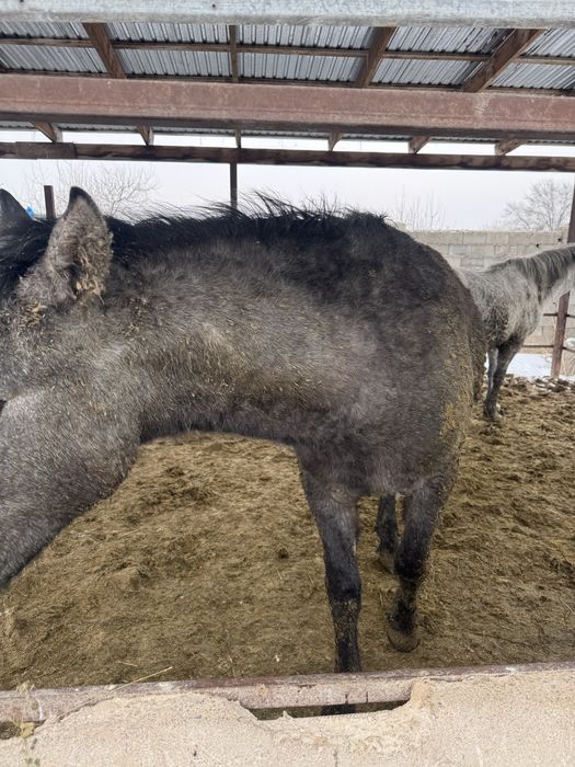 Жылкы ет мясо кунан байтал