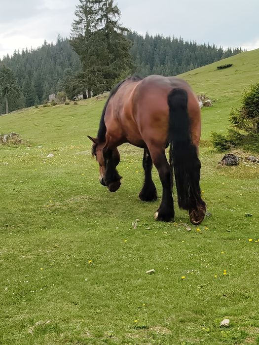 Vând mânz de 3,5 ani