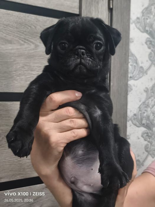 Продам шикарных щенков мопса