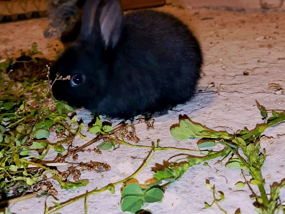 Quyon, bolasi, 1 oylik