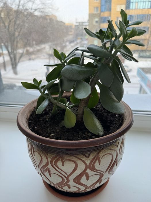 Денежное дерево. Толстянка