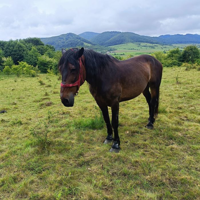 vând cal sau schimb