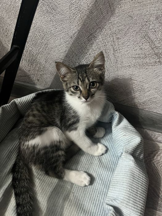 Отдам  котёнка, девочка