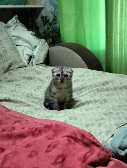 Продается котенок скоттиш фолд мальчик