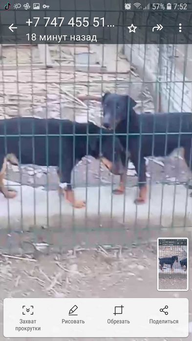 Еркек ұрғашы ягтерьер сатылады