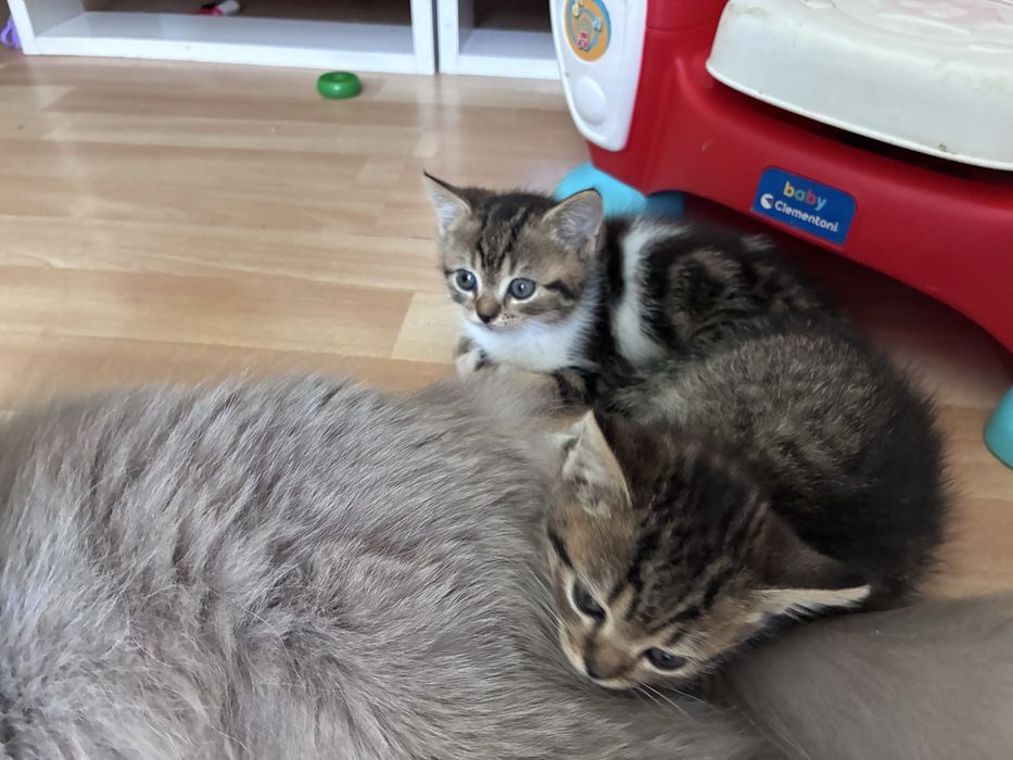Подарявам котета