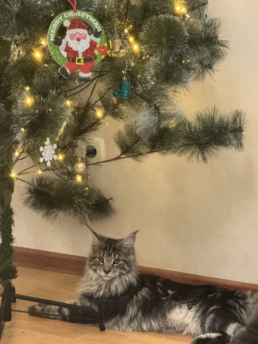 Отам кошку в хорошие руки