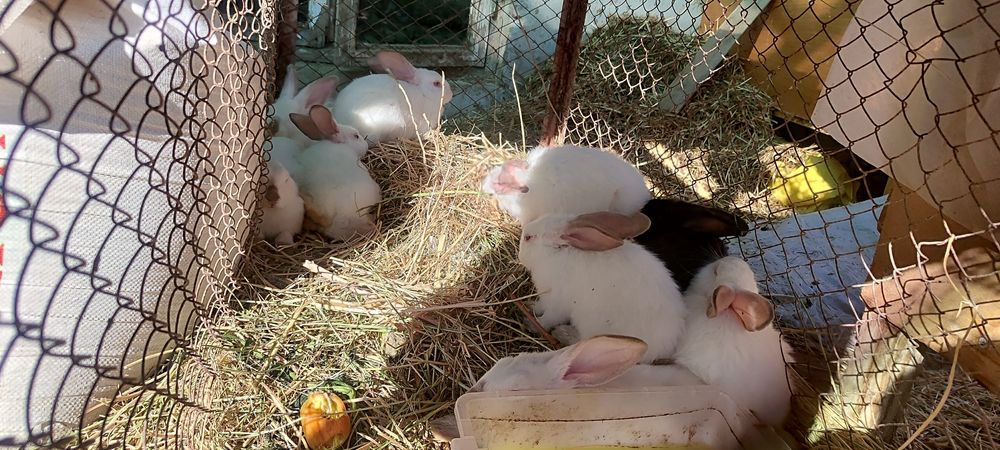 Хар хил турдаги ва рангдаги куйонлар бор, келиштириб берилади