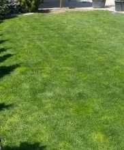 Gazon Rulou Sisteme de irigatii Tuia