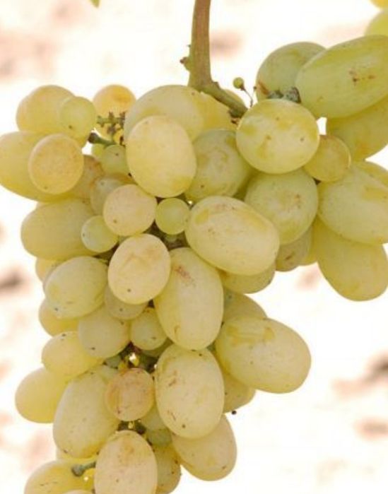 Vând struguri de vin