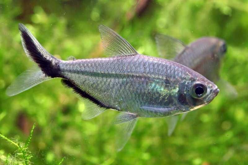 Тетра коста в Аква-Зоо Салоне “Посейдон”