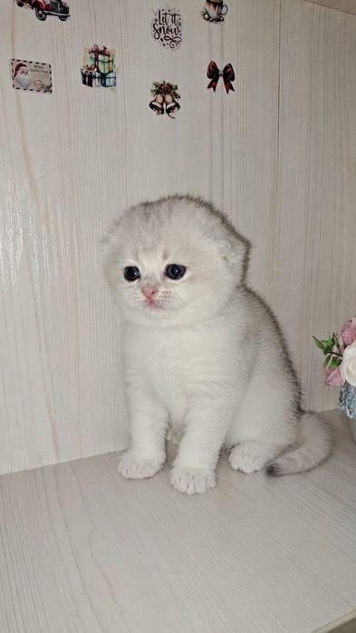 Скотиш фолд малыши , без помиси