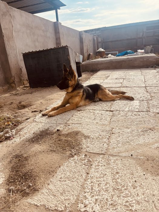 Немецкая овчарка