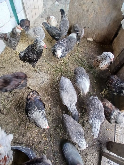 Familii  Araucana Potârnichiu/Silver