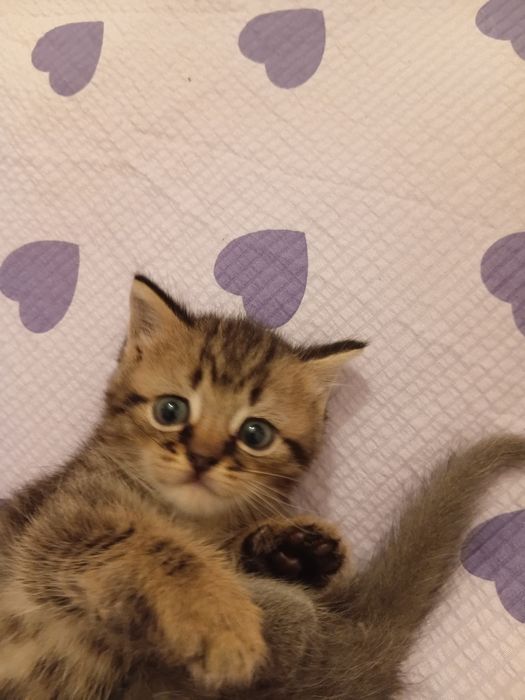 Британской котята