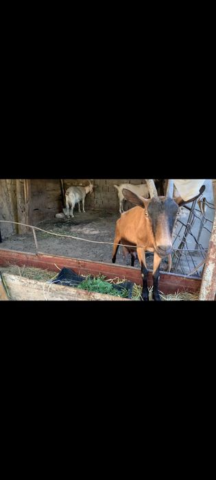 Ечки махсулотлари