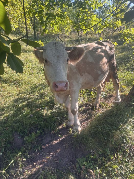 Vand vaca cu vitel !